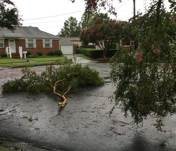 tree limbs on a road knocked down by a storm