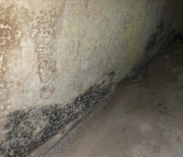 Mold spotted in a Lynnfield Basement. 